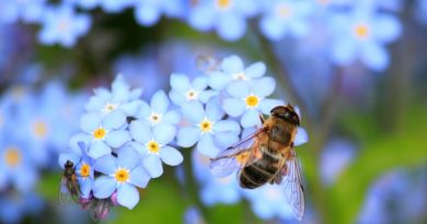 il respiro dell'ape