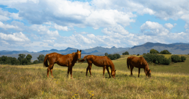 Weekend Yoga in Maremma